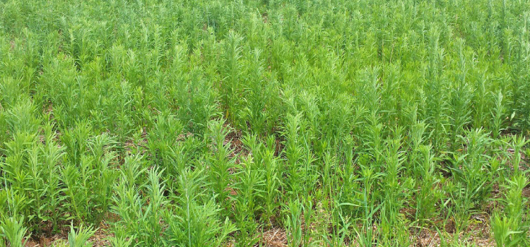 Adapar intensifica ações contra plantas daninhas resistentes a herbicidas