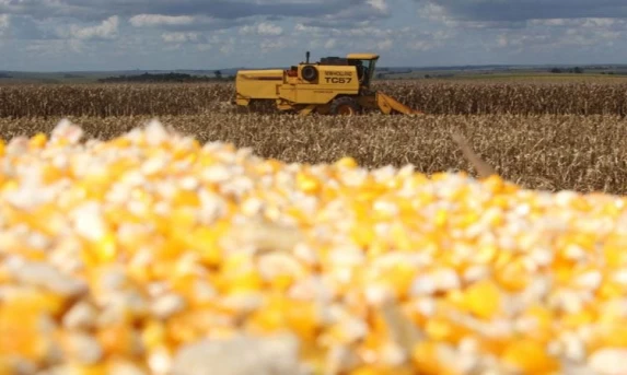 AGRICULTURA: AgRural eleva previsão de 2ª safra de milho no Brasil com revisão na área plantada.