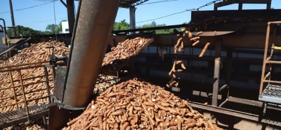 AGRICULTURA: Com aumento de 15%, Paraná deve colher 3,1 milhões de toneladas de mandioca em 2023.