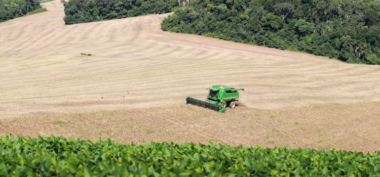 AGRICULTURA: Com boa qualidade dos grãos, produtores de feijão já comercializaram 90% da 1ª safra.