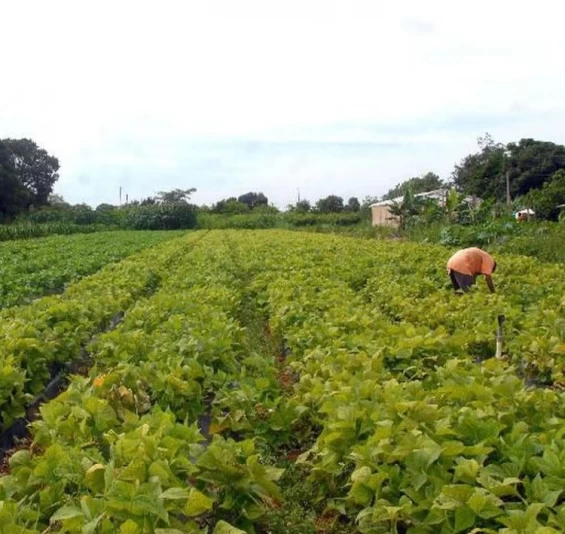 AGRICULTURA: Conselho Monetário aprova medidas do Plano Safra.