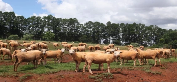 AGRICULTURA E ABASTECIMENTO: Com o término de atualização online, Adapar faz busca ativa para cadastramento de rebanhos.