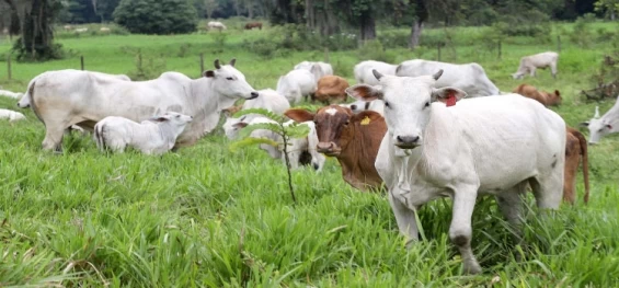 AGRICULTURA E ABASTECIMENTO: Paraná completa dois anos do status de área livre de febre aftosa sem vacinação neste sábado.