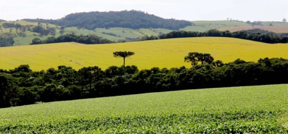 AGRICULTURA E ABASTECIMENTO: PIB do Paraná cresce 8,6% no primeiro semestre, mais que o dobro da média nacional.