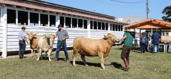 AGRICULTURA E ABASTECIMENTO: Veterinários que atuam na erradicação da brucelose devem se recadastrar neste mês.