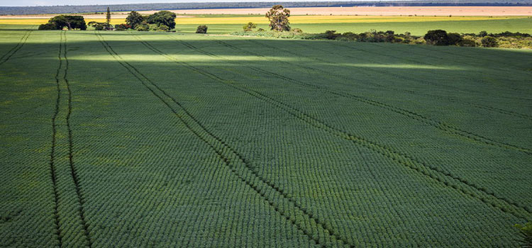 AGRICULTURA: Estudo aponta desafios do seguro rural em meio a mudanças climáticas.