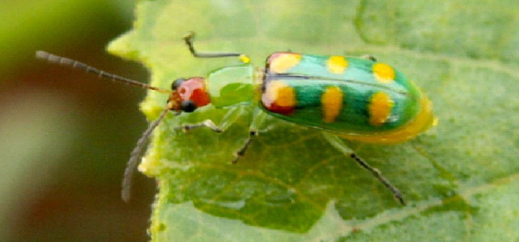 AGRICULTURA: IDR-PR alerta produtores de hortaliças para combate à vaquinha verde-amarela.