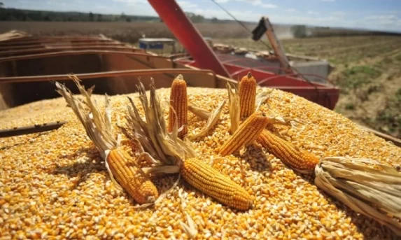 AGRICULTURA: Paraná tem menor primeira safra de milho desde 1998, diz Deral.