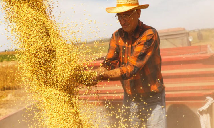 AGRICULTURA: Produtor de soja se equivocou e preços vão piorar, diz analista.