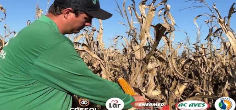 AGRICULTURA: Produtor inicia colheita do milho safrinha com 200 sacas por alqueire em São Miguel do Iguaçu.