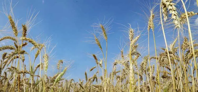 Agricultura registra benefícios da cultura do trigo no inverno