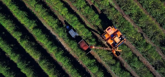 AGRICULTURA: Safra de café paranaense deve render 41,4 mil toneladas, 42% a mais em relação a 2022.