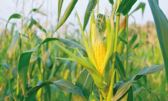 AGRICULTURA: Segunda safra além do milho, produtores buscam alternativas de cultivo em 2024.
