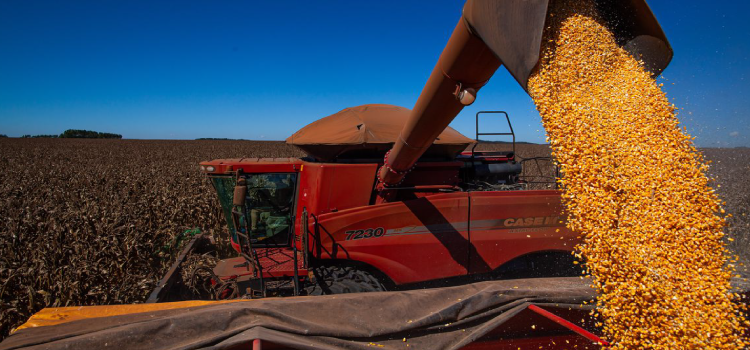 AGRICULTURA: Segundo maior produtor de soja, Paraná responde por 14% da safra brasileira.
