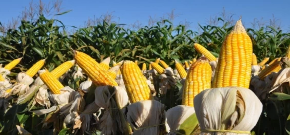 AGRICULTURA: Veja como ficou o mercado do milho no Brasil.