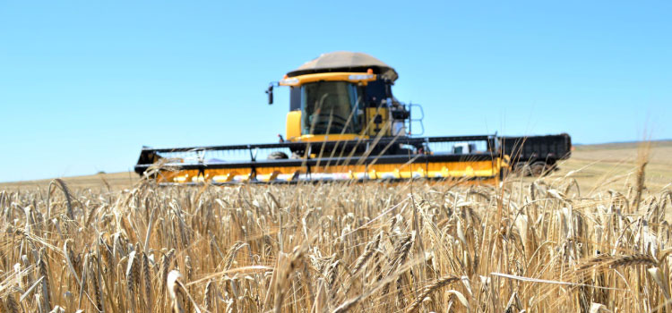 AGRO: Guarapuava é o município mais rico do paraná no agronegócio, segundo ministério da agricultura.