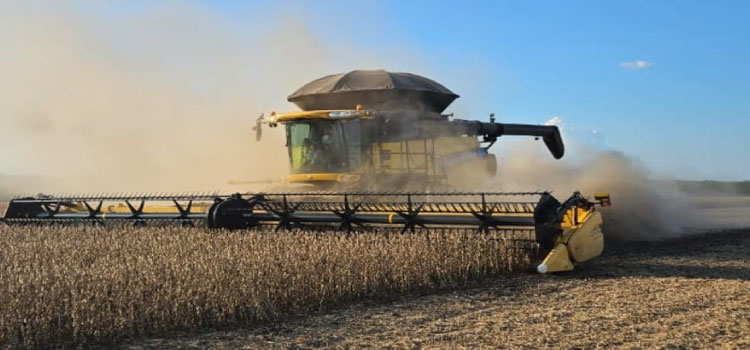 AGRO: Mapa estuda medidas diante registro de produtividade de 10 sc/ha de soja em MT;