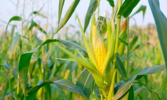 AGRO: Plantio do milho safrinha se aproxima da metade da área prevista no Brasil, aponta Conab.