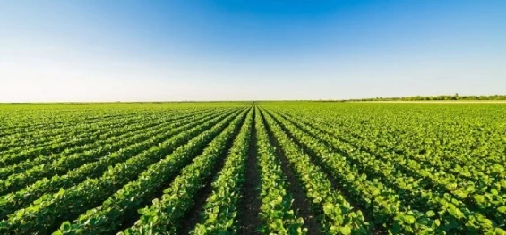 AGRO: Receita Federal realiza fiscalização tributária no segmento do agronegócio.