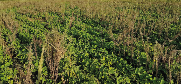 AGRO: Uso De Herbicidas Pré-Emergentes no manejo de Plantas Daninhas Resistentes.