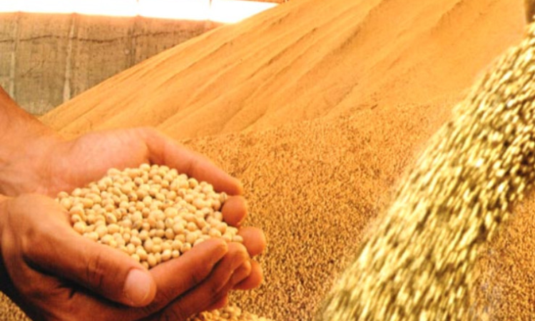 Agronegócio brasileiro supera desafios climáticos e projeta novo recorde de 366,6 milhões de toneladas de grãos   