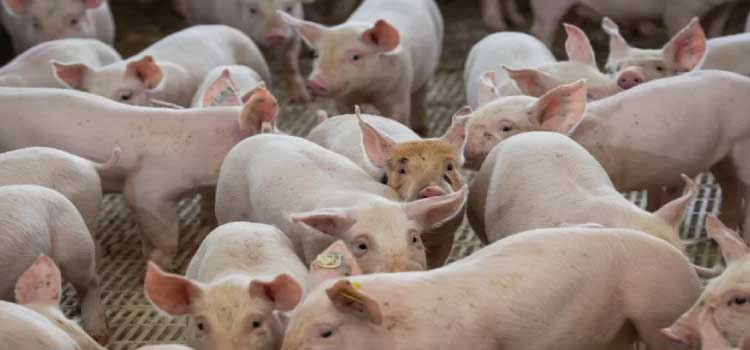 AGRONEGÓCIO: Com custos em alta, produtores de ovos e suínos optam por reduzir a oferta.
