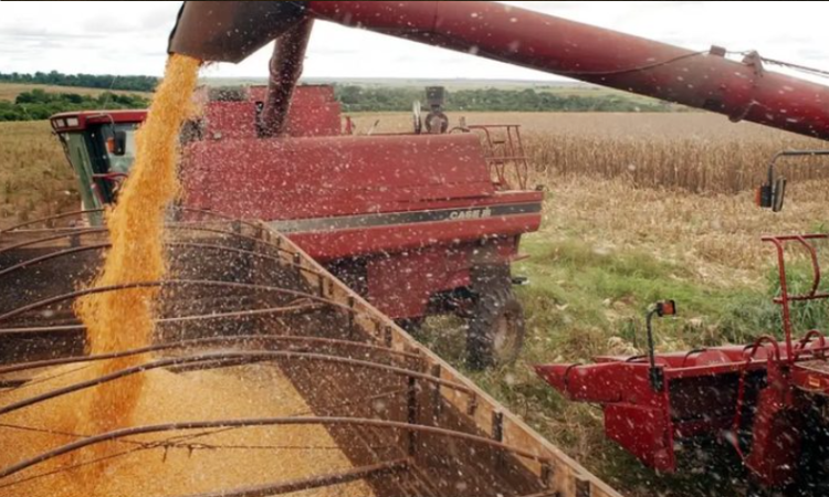 Agronegócio: Produção de grãos no Brasil deve atingir recorde histórico de 356 milhões de toneladas