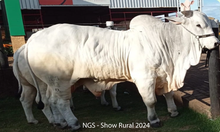 Alta genética de plantel guaraniaçuense chama a atenção do público no Show Rural Coopavel 2024.