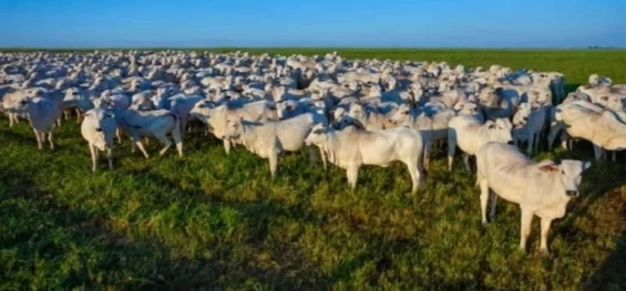 ARROBA DO BOI DO BRASIL: Semana termina com preços estáveis.