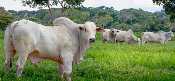 BOI GORDO: Quedas na cotação da arroba continuam, mas de maneira não generalizada.