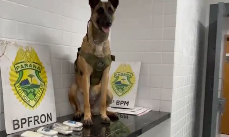 BPFron Apreende Haxixe, Maconha e Cigarros em Fiscalização na BR-277, em Cascavel