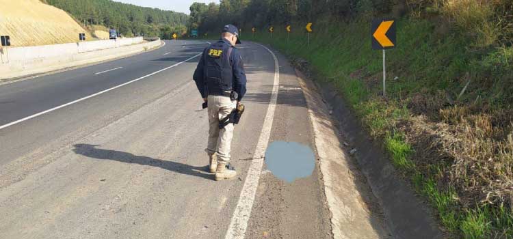 Cabeça decapitada é encontrada na BR-376, região de Alto do Amparo.