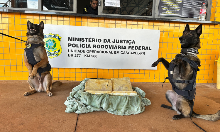 Cães farejadores da PRF localizam drogas em mala em Cascavel/PR