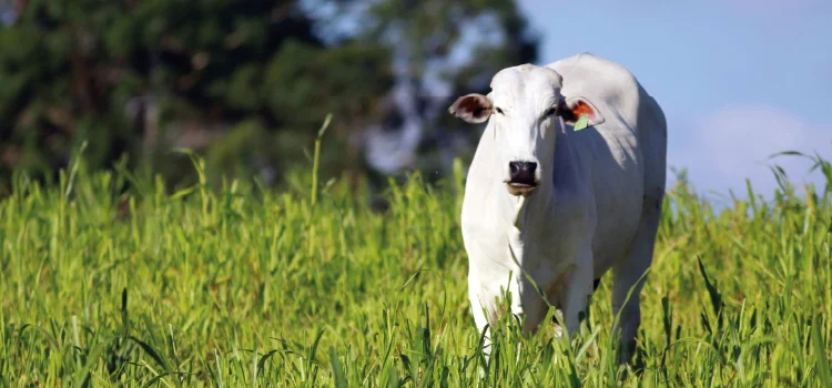 Campanha de atualização de rebanho alcança 88% das propriedades.