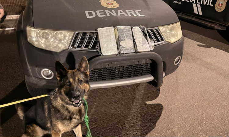 Cão de faro Scooby descobre carga de cocaína avaliada em R$ 224 mil na BR-277