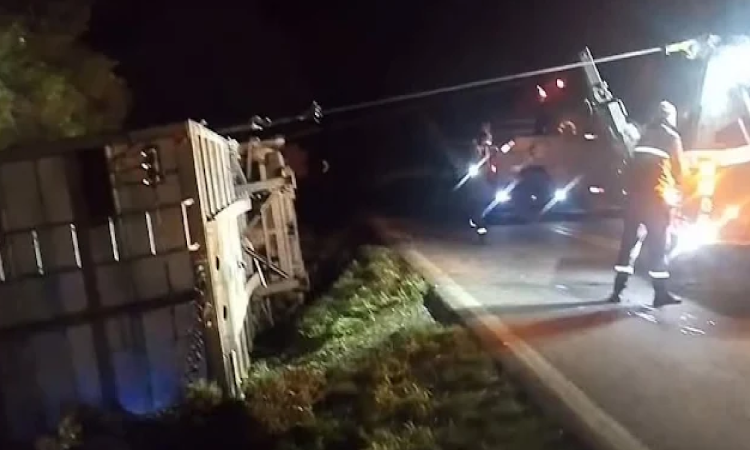 Carreta carregada com 280 porcos tomba na Estrada da Ribeira