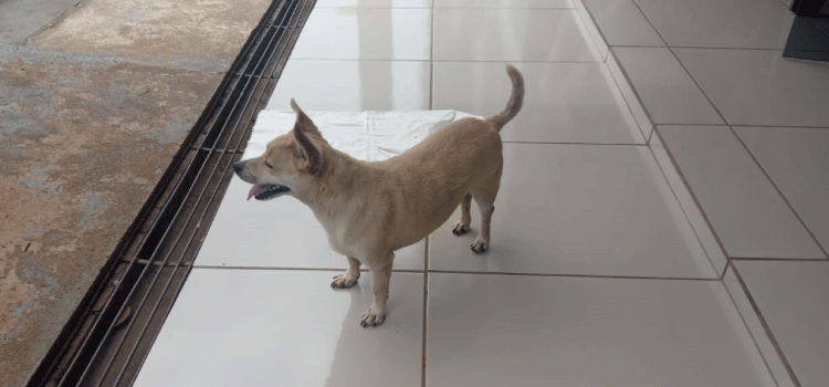 CATANDUVAS: Mulher faz denúncia por possível furto de seu cachorro.