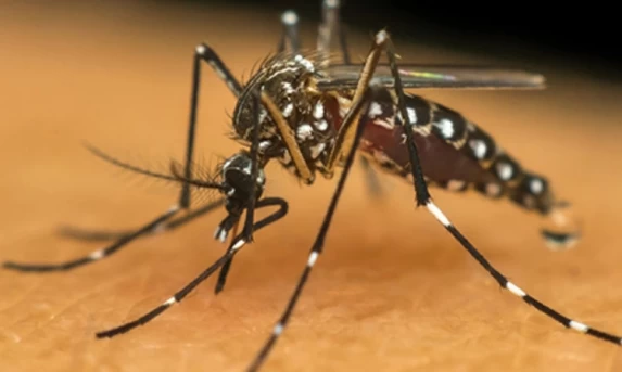 CATANDUVAS: Sobe para 6 o número de casos confirmados de dengue.