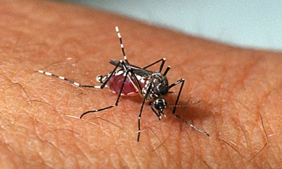 CATANDUVAS: Sobe para 9, o número de casos confirmados de dengue.