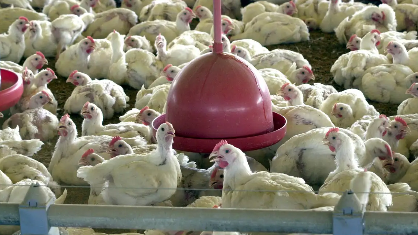 China Suspende Proibição e Retoma Compra de Carne de Frango do Brasil