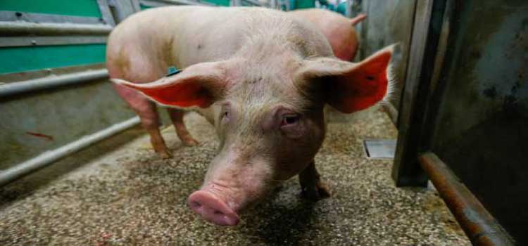 CIÊNCIA: Brasil pode ter teste de rim de porco para humano em 2 anos