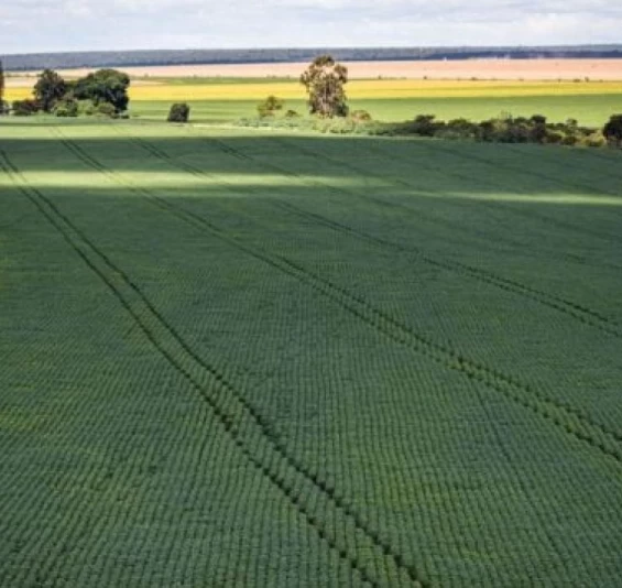 CMN retira obrigatoriedade de enquadramento no Proagro para custeio agrícola até 30/6 de 2024.