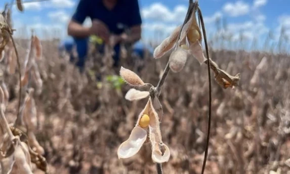 Colheita da soja 2023/24 atinge 97% da área no PR, aponta Deral.