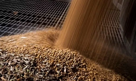 Colheita da soja atinge 82% no Brasil, mas estiagem preocupa produtores de milho no Paraná