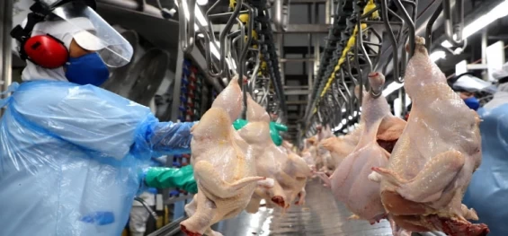 Com 547 milhões de unidades, Paraná bate novo recorde trimestral na produção de frango.