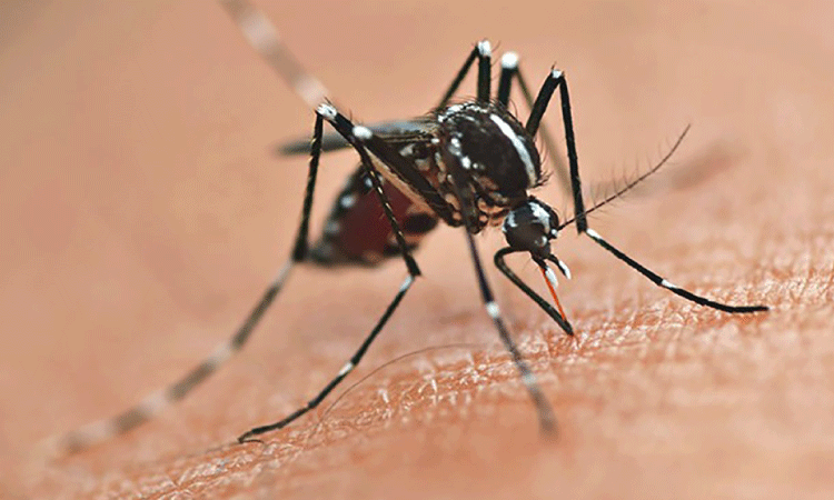 Com a circulação do sorotipo 3 do vírus da dengue, Paraná alerta para casos e cuidados