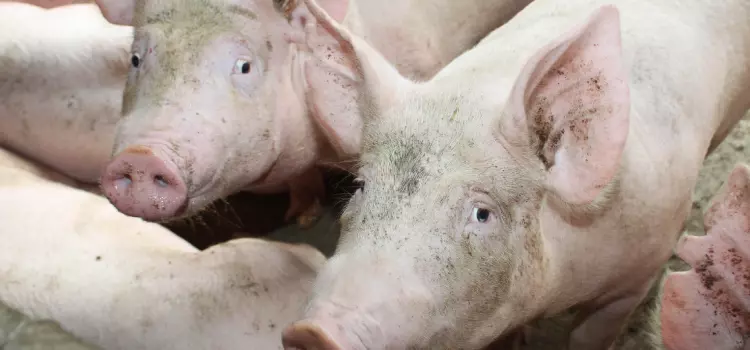 Com chancela da OIE, Paraná vira zona livre de peste suína clássica independente