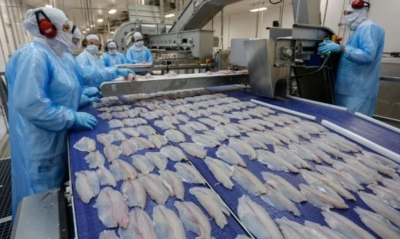 Com início da Quaresma, preço da tilápia cai no Paraná e favorece consumidores