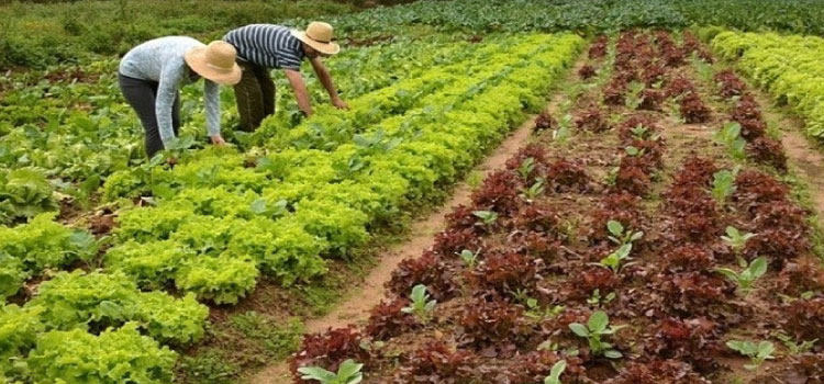 Comissão aprova projeto que isenta agricultores familiares do IPI na compra de equipamentos.