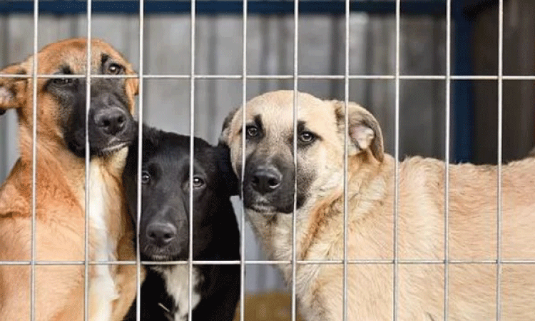 COREIA DO SUL PROÍBE O ABATE E A VENDA DA CARNE DE CACHORRO A PARTIR DE 2027.